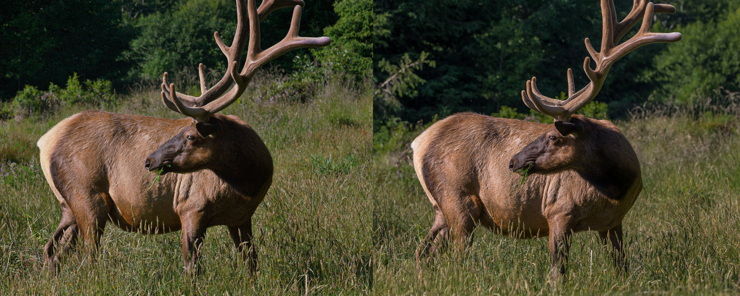 ELK_ba_v01.jpg