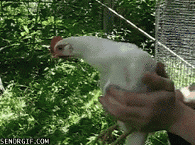 chickengimbal.gif